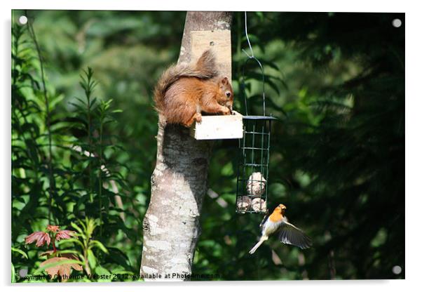 Red Squirrel and Robin Acrylic by Catherine Webster