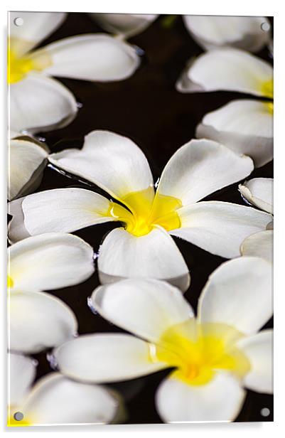 White floating flower of Maldives Acrylic by Andrew Lee