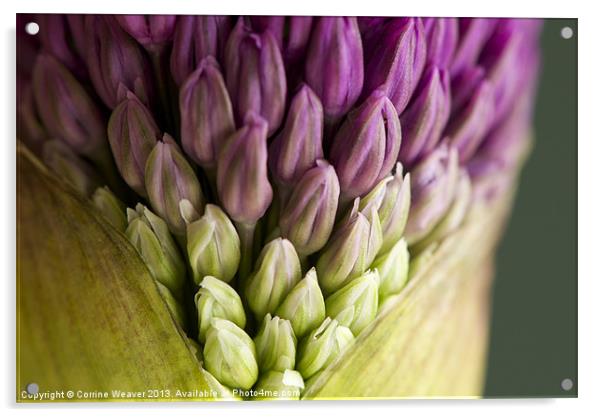 Purple Allium Flowerbud Macro Acrylic by Corrine Weaver