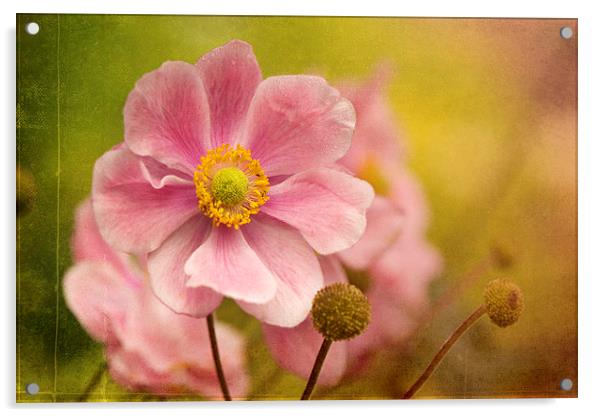 Pink Anemone Acrylic by Corrine Weaver