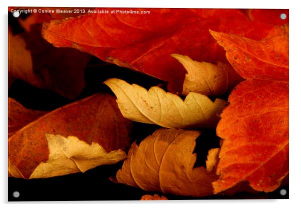 Autumn Curl 2 Acrylic by Corrine Weaver