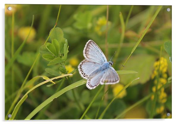 Chalkhill Butterfly Acrylic by Nicola Brighton