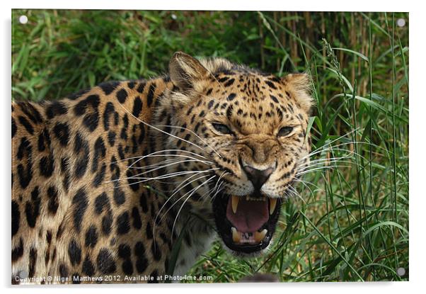 Leopard snarling Acrylic by Nigel Matthews