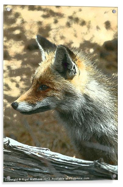 Grainy Fox Acrylic by Nigel Matthews