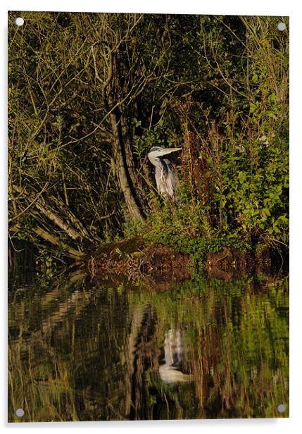 Reflecting Heron Acrylic by Nigel Matthews