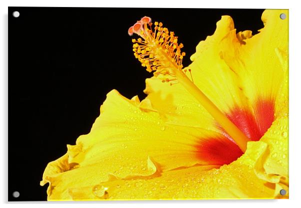 Hibiscus Acrylic by Carl Floodgate