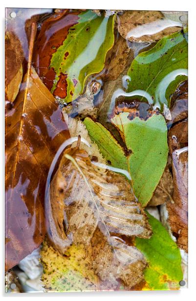 Leaves Underwater Acrylic by Chiara Cattaruzzi
