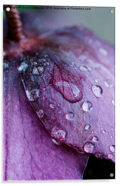 Drops on petals Acrylic by Chiara Cattaruzzi