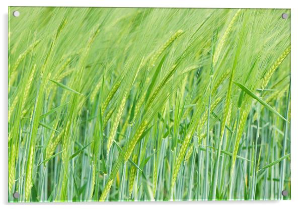 Field of wheat Acrylic by Chiara Cattaruzzi