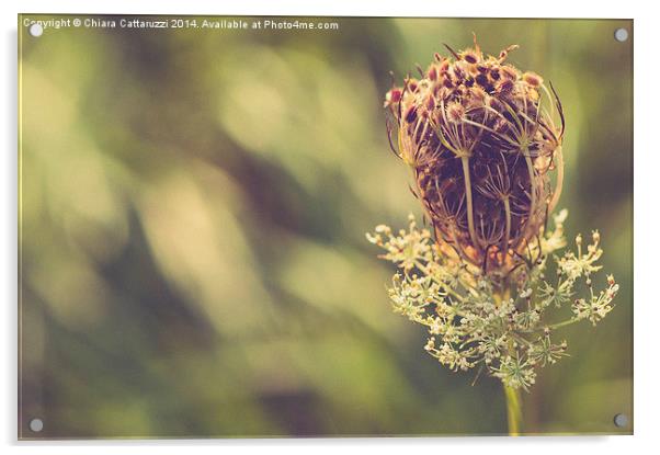  Countryside flower Acrylic by Chiara Cattaruzzi