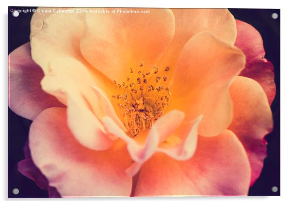  The beauty of a September rose Acrylic by Chiara Cattaruzzi