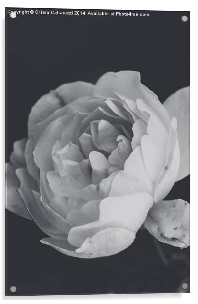  Winter rose in B/W Acrylic by Chiara Cattaruzzi