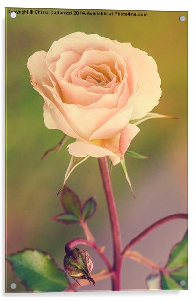  Una rosa sbocciata Acrylic by Chiara Cattaruzzi
