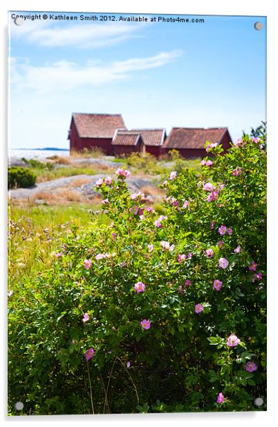 Archipelago of Stockholm, rose bush Acrylic by Kathleen Smith (kbhsphoto)