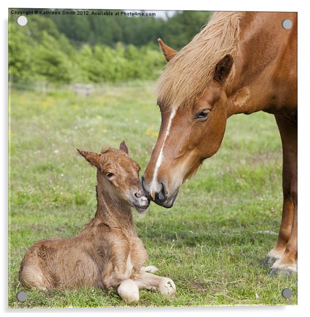 Mother greeting newborn foal Acrylic by Kathleen Smith (kbhsphoto)