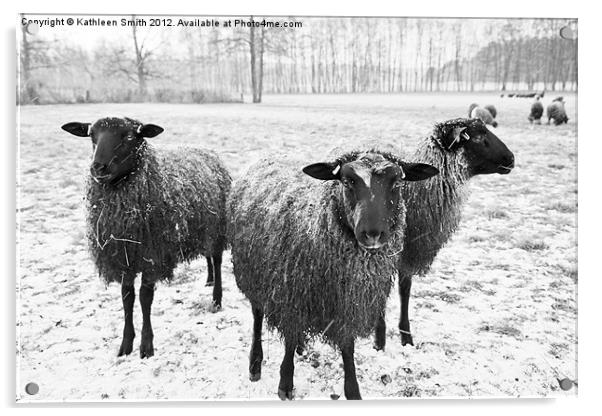 Three sheep in snow Acrylic by Kathleen Smith (kbhsphoto)