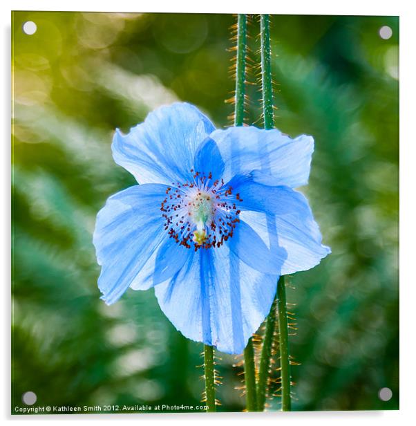 Himalayan blue poppy Acrylic by Kathleen Smith (kbhsphoto)