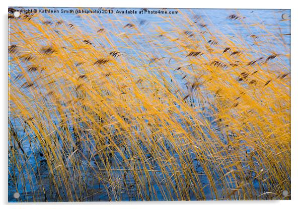 Autumn coloured reeds Acrylic by Kathleen Smith (kbhsphoto)