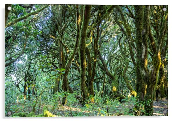 forest on La Gomera Acrylic by peter schickert
