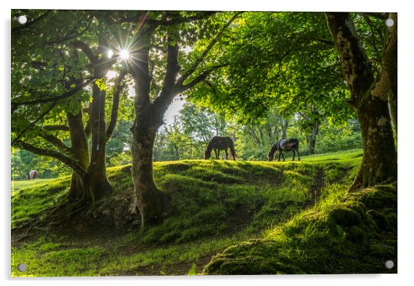 Dartmoor Horses Acrylic by peter schickert