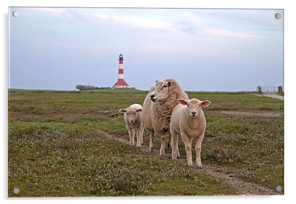 Sheep and Westerhever lighthouse Acrylic by peter schickert