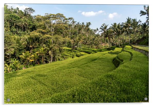 Bali Rice Terraces, Indonesia Acrylic by peter schickert