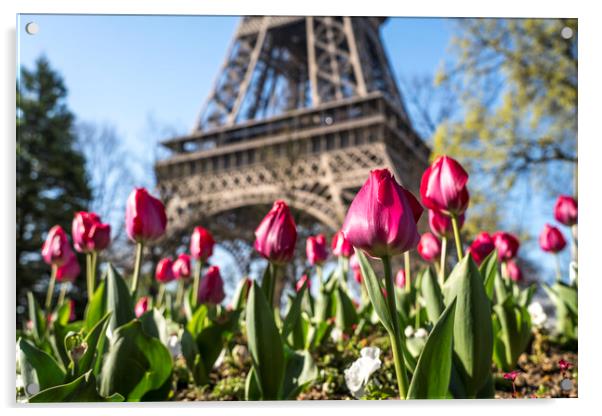 Tulips and Eiffel Tower, Paris, France Acrylic by peter schickert