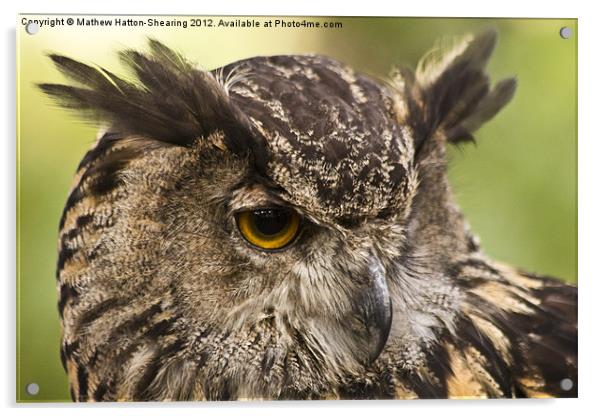 Eagle Owl Acrylic by Mathew Hatton-Shearing