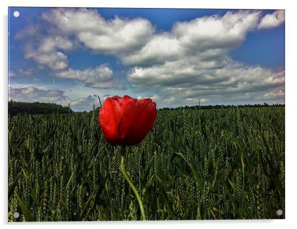 A Lonely Poppy Acrylic by Nick Wardekker