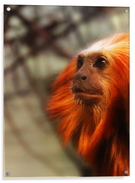 Thoughtful Golden Lion Tamarin Monkey. Acrylic by Kitty 