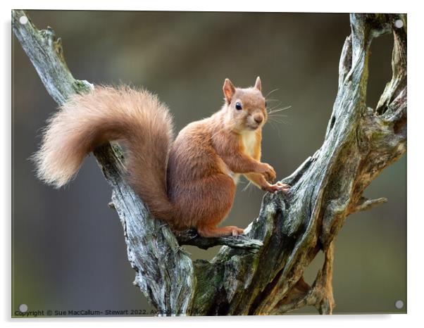 A squirrel on a branch Acrylic by Sue MacCallum- Stewart