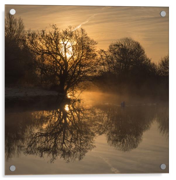 Swan in the morning mist Acrylic by Sue MacCallum- Stewart