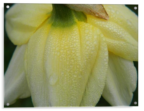 Morning Daffodil Acrylic by Kirsty Turnbull