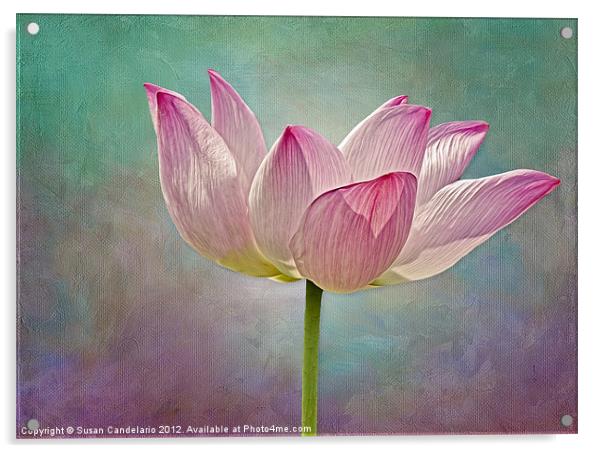 Pink Lotus Blossom Acrylic by Susan Candelario
