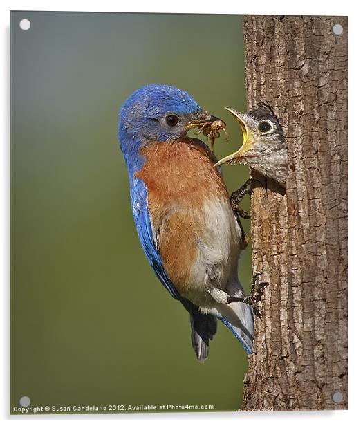 Eastern Bluebird Feeding Chick Acrylic by Susan Candelario