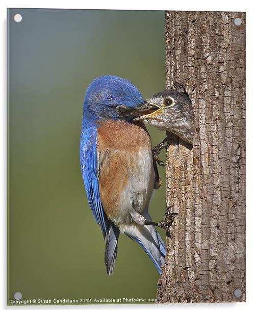 Breakfast Is Now Being Served Acrylic by Susan Candelario