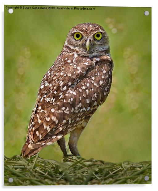 Burrowing Owl Acrylic by Susan Candelario