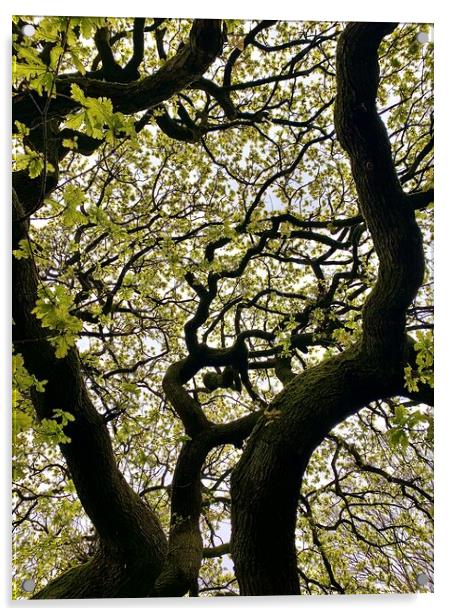 Tree Pattern Acrylic by Jonathan Thirkell