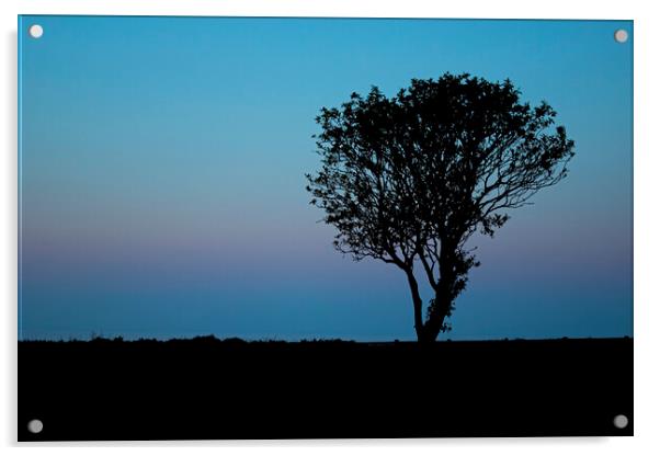 Lone tree at sunset Filey Coast East Yorkshire Acrylic by Jonathan Thirkell