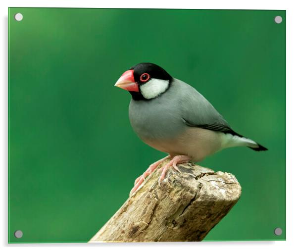 Java Sparrow Padda oryzivora bird Acrylic by Jonathan Thirkell