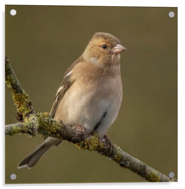 Female Chaffinch Acrylic by Jonathan Thirkell