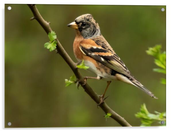 Brambling Perching Acrylic by Jonathan Thirkell