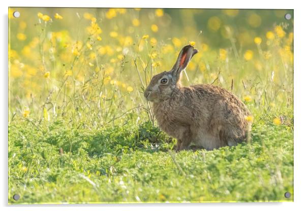 Wild hare in gorgeous morning light. Acrylic by Jonathan Thirkell