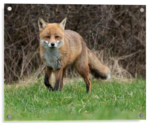 Hunting male fox Acrylic by Jonathan Thirkell