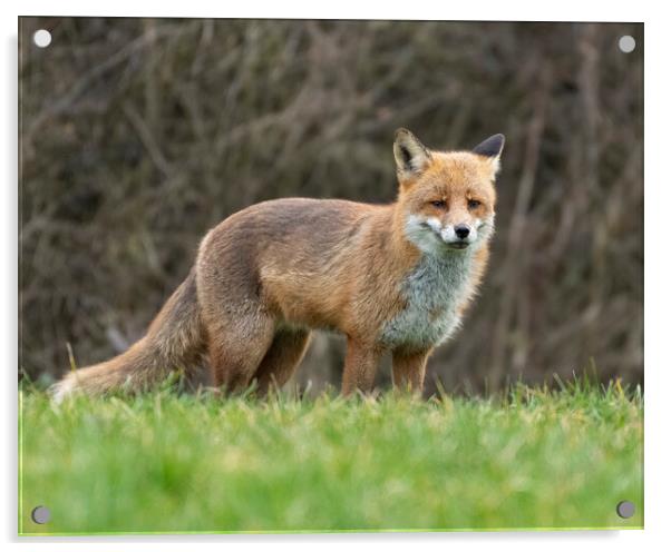 Alert male fox Acrylic by Jonathan Thirkell