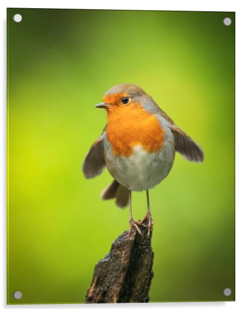 Robin Red Breast Posing Acrylic by Jonathan Thirkell