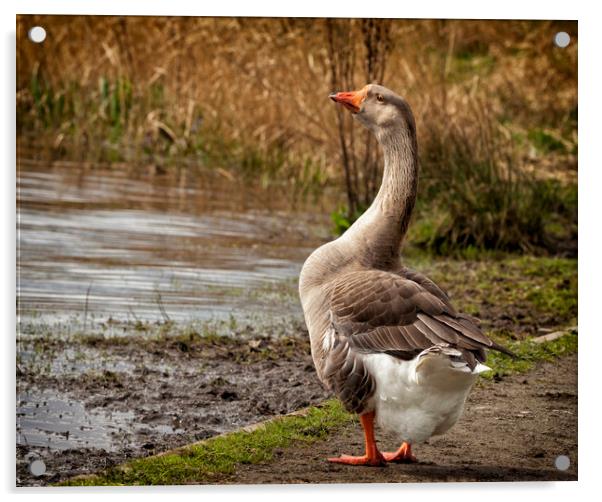Brown Chinese Goose Acrylic by Jonathan Thirkell