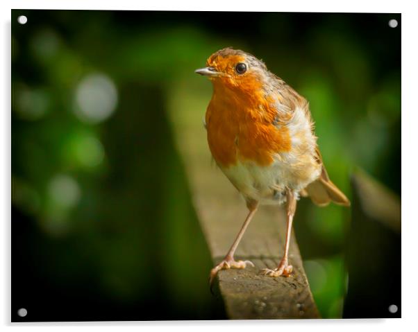 Robin red breast Acrylic by Jonathan Thirkell