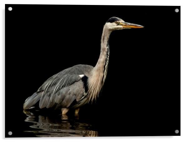 Low key grey heron. Acrylic by Jonathan Thirkell