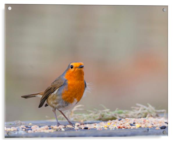 Robin Red breast Acrylic by Jonathan Thirkell